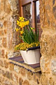 WHITE METAL BUCKET USED AS A WINDOWBOX PLANTED WITH THYME AND NARCISSUS TETE-A TETE. MARCH. DESIGNER: CLARE MATTHEWS