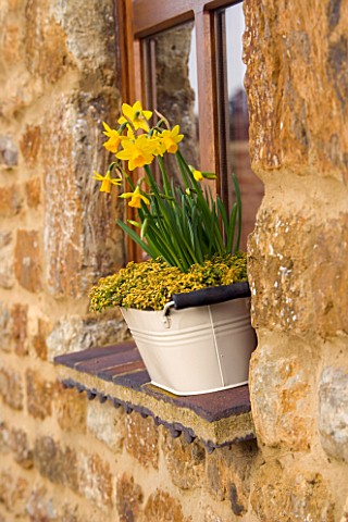 WHITE_METAL_BUCKET_USED_AS_A_WINDOWBOX_PLANTED_WITH_THYME_AND_NARCISSUS_TETEA_TETE_MARCH_DESIGNER_CL