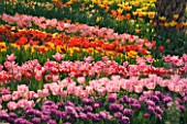 TULIPS IN SPRING AT THE EDEN PROJECT  CORNWALL