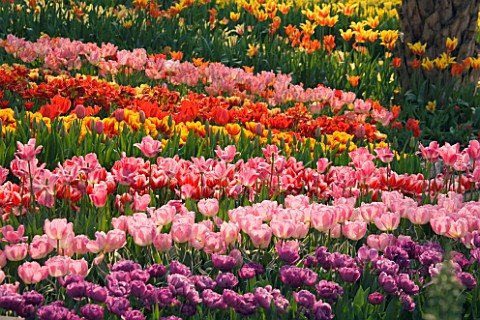 TULIPS_IN_SPRING_AT_THE_EDEN_PROJECT__CORNWALL