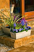 METAL CONTAINERS ON STEPS PLANTED WITH BLUE AND YELLOW PRIMULAS  BLUE HYACINTHS AND A CORDYLINE. DESIGNER: CLARE MATTHEWS