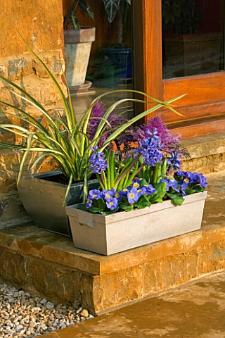 METAL_CONTAINERS_ON_STEPS_PLANTED_WITH_BLUE_AND_YELLOW_PRIMULAS__BLUE_HYACINTHS_AND_A_CORDYLINE_DESI