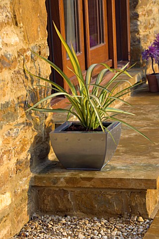 METAL_CONTAINERS_ON_STEP_PLANTED_WITH_A_CORDYLINE_DESIGNER_CLARE_MATTHEWS