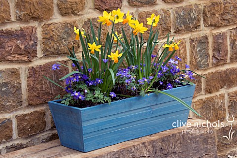 BLUE_WOODEN_CONTAINER_PLANTED_WITH_NARCISSUS_JETFIRE_AND_ANEMONE_BLANDA_DESIGNER_CLIVE_NICHOLS