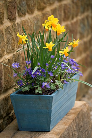 BLUE_WOODEN_CONTAINER_PLANTED_WITH_NARCISSUS_JETFIRE_AND_ANEMONE_BLANDA_DESIGNER_CLIVE_NICHOLS