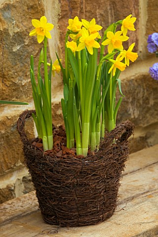 WICKER_CONTAINER_PLANTED_WITH_NARCISSUS_TETEATETE_SPRING