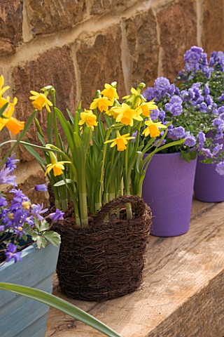 BASKET_CONTAINER_PLANTED_WITH_NARCISSUS_TETEATETE_WITH_CAMPANULA_BALI_IN_BACKGROUND_SPRING