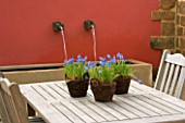 WOODEN TABLE WITH WICKER CONTAINERS PLANTED WITH MUSCARI ARMENIACUM. SPRING