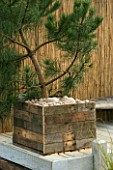 WOODEN CONTAINER IN SEASIDE GARDEN PLANTED WITH PINE. DESIGNERS: NIGEL DUFF AND GREG RIDDLE