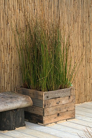 WOODEN_CONTAINER_IN_SEASIDE_GARDEN_PLANTED_WITH_REEDS