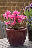 WOODEN TABLE WITH SPRING CONTAINER PLANTED WITH AZALEA JAPONICA MADAME VAN HECKE