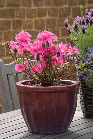 WOODEN_TABLE_WITH_SPRING_CONTAINER_PLANTED_WITH_AZALEA_JAPONICA_MADAME_VAN_HECKE