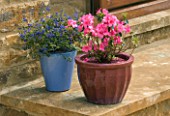 CERAMIC CONTAINERS ON STEP PLANTED WITH AZALEA JAPONICA MADAME VAN HECKE AND CEANOTHUS CENTENNIAL