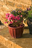 CERAMIC CONTAINER ON STEP PLANTED WITH AZALEA JAPONICA MADAME VAN HECKE