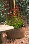 OLD RUSTY METAL CONTAINER PLANTED WITH KANGAROO PAW