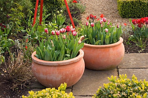 TERRACOTTA_CONTAINERS_AT_WEST_GREEN_HOUSE__HAMPSHIRE__PLANTED_WITH_TULIP_SORBET
