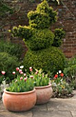 TERRACOTTA CONTAINERS AT WEST GREEN HOUSE  HAMPSHIRE  PLANTED WITH TULIP SORBET AND TEDDY BEAR BOX TOPIARY BEHIND