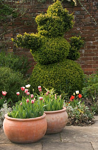 TERRACOTTA_CONTAINERS_AT_WEST_GREEN_HOUSE__HAMPSHIRE__PLANTED_WITH_TULIP_SORBET_AND_TEDDY_BEAR_BOX_T