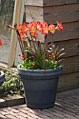 GREY TERRACOTTA CONTAINER PLANTED WITH AMARYLLIS BABY STAR AND BELLIS. KEUKENHOF GARDENS  NETHERLANDS