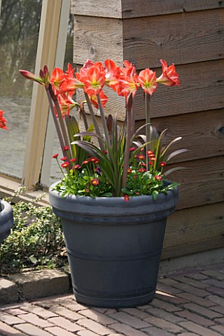 GREY_TERRACOTTA_CONTAINER_PLANTED_WITH_AMARYLLIS_BABY_STAR_AND_BELLIS_KEUKENHOF_GARDENS__NETHERLANDS