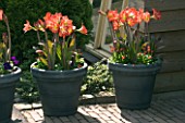 GREY TERRACOTTA CONTAINERS PLANTED WITH AMARYLLIS BABY STAR AND BELLIS. KEUKENHOF GARDENS  NETHERLANDS