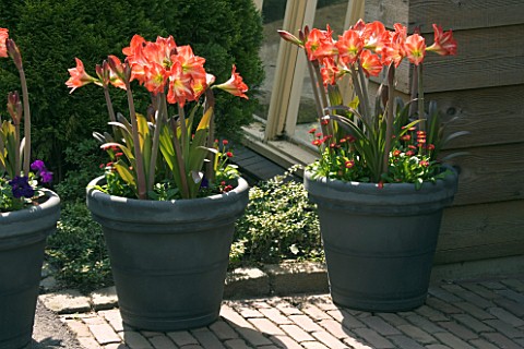 GREY_TERRACOTTA_CONTAINERS_PLANTED_WITH_AMARYLLIS_BABY_STAR_AND_BELLIS_KEUKENHOF_GARDENS__NETHERLAND