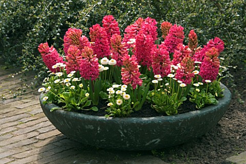 FIBREGLASS_CONTAINER_PLANTED_WITH_PINK_HYACINTHS_AND_WHITE_BELLIS_KEUKENHOF_GARDENS__NETHERLANDS