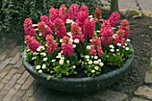 FIBREGLASS CONTAINER PLANTED WITH PINK HYACINTHS AND WHITE BELLIS. KEUKENHOF GARDENS  NETHERLANDS