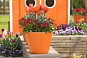ROW OF ORANGE TERRACOTTA CONTAINERS ON A WALL PLANTED WITH RED BELLIS AND TULIP HERMITAGE. KEUKENHOF GARDENS  NETHERLANDS