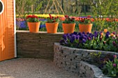 ROW OF ORANGE TERRACOTTA CONTAINERS ON A WALL PLANTED WITH RED TULIPS AND RANUNCULUS. KEUKENHOF GARDENS  NETHERLANDS
