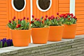 ORANGE TERRACOTTA CONTAINERS ON TOP OF A WALL PLANTED WITH RED TULIPS AND RED RANUNCULUS. KEUKENHOF GARDENS  NETHERLANDS