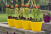 YELLOW TERRACOTTA CONTAINERS ON TOP OF A WALL PLANTED WITH FRITILLARIA IMPERIALIS (CROWN IMPERIALS). KEUKENHOF GARDENS  NETHERLANDS