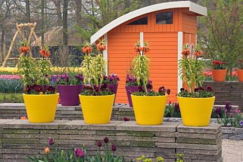 YELLOW_TERRACOTTA_CONTAINERS_ON_TOP_OF_A_WALL_PLANTED_WITH_FRITILLARIA_IMPERIALIS_CROWN_IMPERIALS_KE