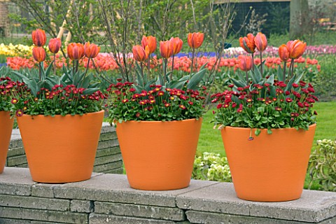 ORANGE_TERRACOTTA_CONTAINERS_ON_TOP_OF_A_WALL_PLANTED_WITH_RED_BELLIS_AND_TULIP_HERMITAGE_KEUKENHOF_