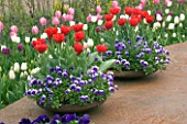 RUSTY METAL CONTAINERS ON METAL DECK PLANTED WITH RED TULIPS AND BLUE AND WHITE PANSIES. KEUKENHOF GARDENS  NETHERLANDS