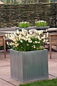 METAL CONTAINER PLANTED WITH WHITE NARCISSUS (DAFFODILS) AND WHITE BELLIS. APRIL. KEUKENHOF GARDENS  NETHERLANDS