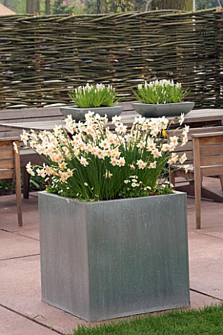 METAL_CONTAINER_PLANTED_WITH_WHITE_NARCISSUS_DAFFODILS_AND_WHITE_BELLIS_APRIL_KEUKENHOF_GARDENS__NET
