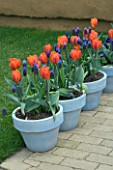 BLUE PAINTED TERRACOTTA CONTAINERS PLANTED WITH TULIP HERMITAGE AND MUSCARI. APRIL. KEUKENHOF GARDENS  NETHERLANDS