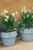 BLUE PAINTED TERRACOTTA CONTAINERS PLANTED WITH NARCISSUS (DAFFODILS)   PANSIES AND BLUE MUSCARI. APRIL. KEUKENHOF GARDENS  NETHERLANDS