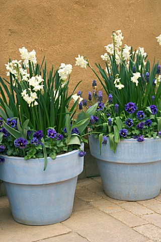 BLUE_PAINTED_TERRACOTTA_CONTAINERS_PLANTED_WITH_NARCISSUS_DAFFODILS___PANSIES_AND_BLUE_MUSCARI_APRIL