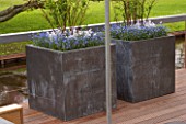 TWO METAL CONTAINERS ON TERRACE IN SPRING PLANTED WITH BLUE FORGET-ME-NOTS. KEUKENHOF GARDENS  HOLLAND