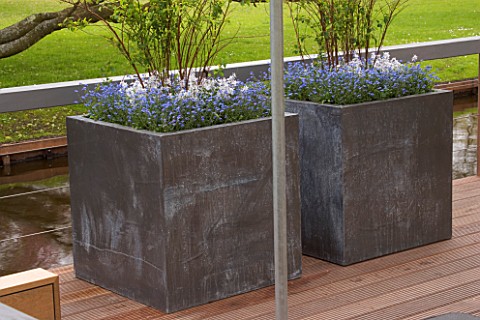 TWO_METAL_CONTAINERS_ON_TERRACE_IN_SPRING_PLANTED_WITH_BLUE_FORGETMENOTS_KEUKENHOF_GARDENS__HOLLAND