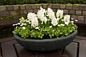 FIBREGLASS CONTAINER PLANTED WITH WHITE HYACINTHS AND CANDYTUFT. KEUKENHOF GARDENS  HOLLAND