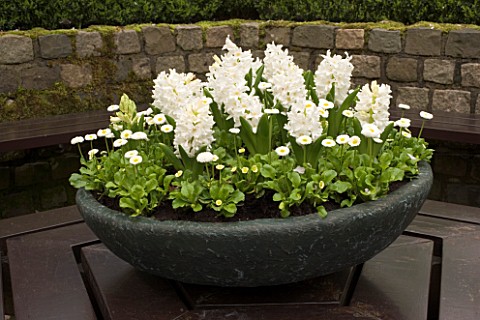 FIBREGLASS_CONTAINER_PLANTED_WITH_WHITE_HYACINTHS_AND_CANDYTUFT_KEUKENHOF_GARDENS__HOLLAND