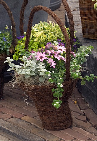 WICKER_BASKET_CONTAINER_PLANTED_WITH_HELICHRYSUM_AND_PINK_OSTEOSPERMUMS_KEUKENHOF_GARDENS__HOLLAND