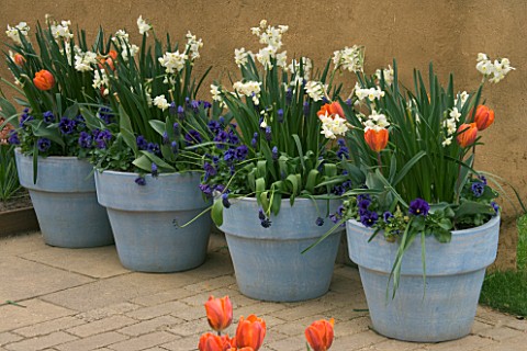 BLUE_PAINTED_TERRACOTTA_CONTAINERS_PLANTED_WITH_MUSCARI__WHITE_NARCISSUS_AND_ORANGE_TULIP__KEUKENHOF