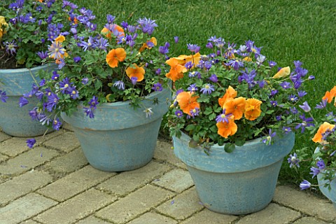 BLUE_PAINTED_TERRACOTTA_CONTAINERS_PLANTED_WITH_ORANGE_PANSIES_AND_ANEMONE_BLANDA_KEUKENHOF_GARDENS_