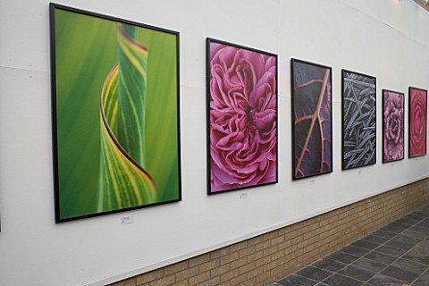 CLIVE_NICHOLS_NEW_SHOOTS_EXHIBITION_AT_CHENDERIT_SCHOOL__MIDDLETEON_CHENEY