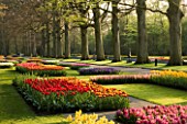 THE KEUKENHOF GARDENS  NETHERLANDS  SPRING. OVERVIEW OF TULIPS IN BEDS IN LATE EVENING