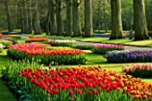 THE KEUKENHOF GARDENS  NETHERLANDS  SPRING. OVERVIEW OF TULIPS IN BEDS IN LATE EVENING